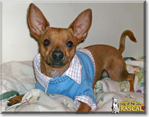 Rascal, the Dog of the Day