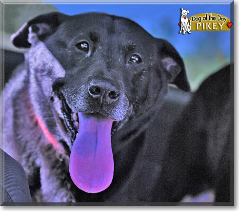 Pikey, the Dog of the Day