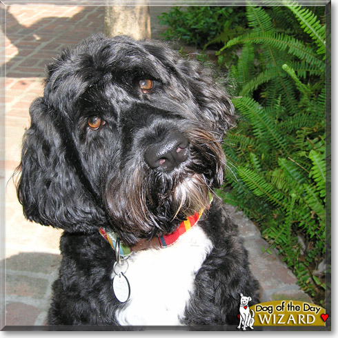 Wizard, the Dog of the Day Wizard, the Dog of the Day