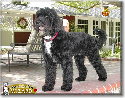 Wizard, the Dog of the Day Wizard, the Dog of the Day
