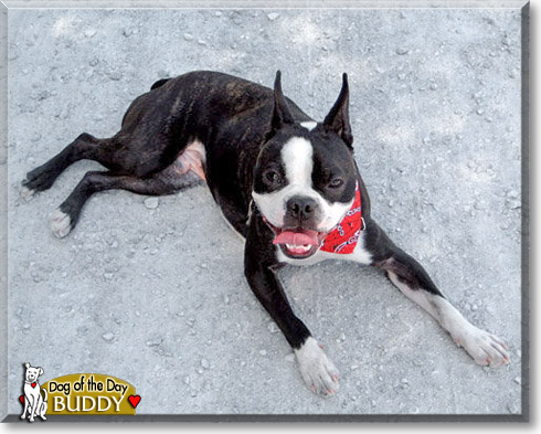 Buddy, the Dog of the Day Buddy, the Dog of the Day