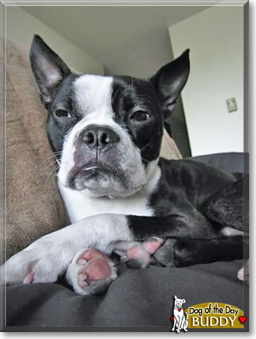 Buddy, the Dog of the Day Buddy, the Dog of the Day