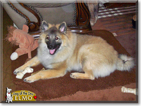 Elmo, the Dog of the Day Elmo, the Dog of the Day