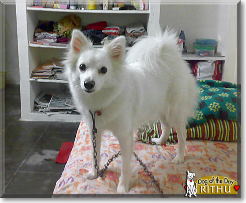 Rithu, the Dog of the Day
