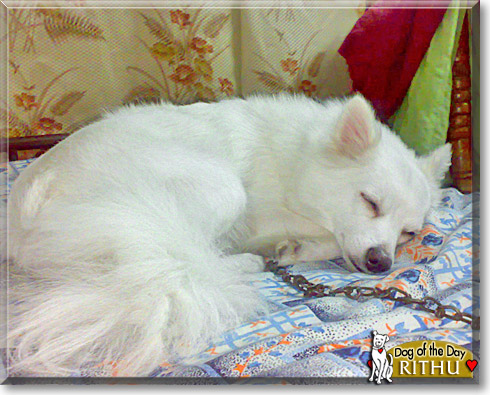 Rithu, the Dog of the Day Rithu, the Dog of the Day
