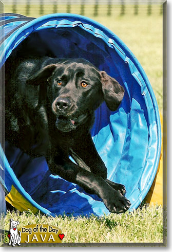 Java, the Dog of the Day Java, the Dog of the Day