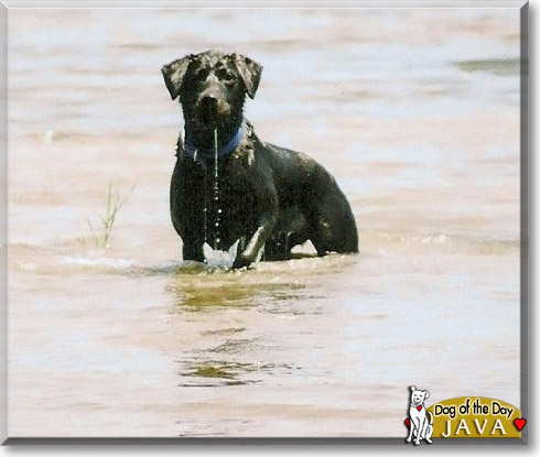 Java, the Dog of the Day Java, the Dog of the Day