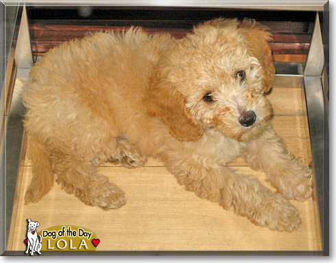 Lola, the Dog of the Day Lola, the Dog of the Day