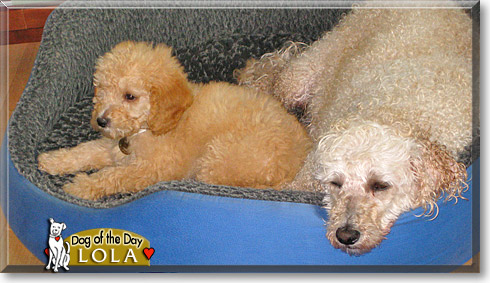 Lola, the Dog of the Day Lola, the Dog of the Day