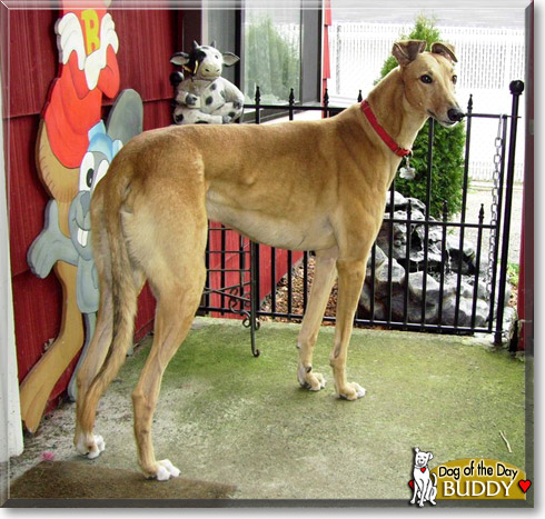 Buddy, the Dog of the Day Buddy, the Dog of the Day