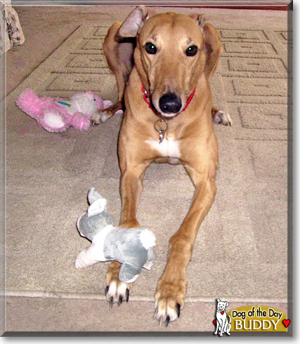 Buddy, the Dog of the Day Buddy, the Dog of the Day