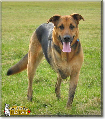 Festas, the Dog of the Day Festas, the Dog of the Day