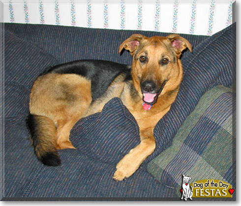 Festas, the Dog of the Day Festas, the Dog of the Day