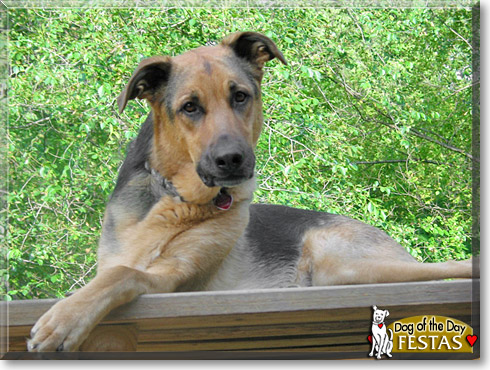 Festas, the Dog of the Day Festas, the Dog of the Day