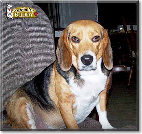 Buddy, the Dog of the Day