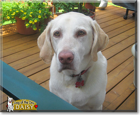 Daisy, the Dog of the Day