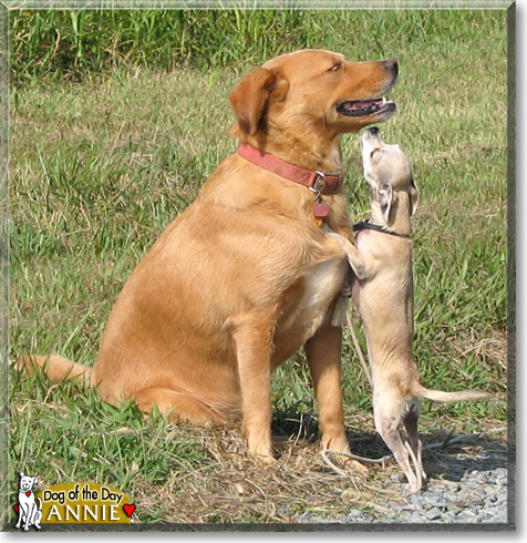 Annie, the Dog of the Day