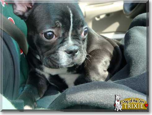 Trixie, the Dog of the Day