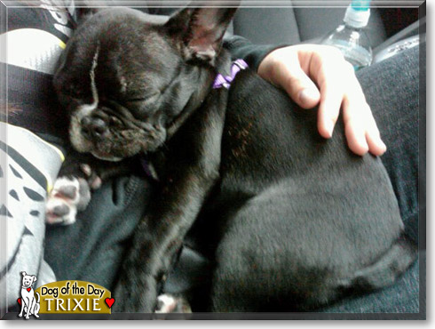 Trixie, the Dog of the Day
