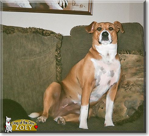 Zoey, the Dog of the Day