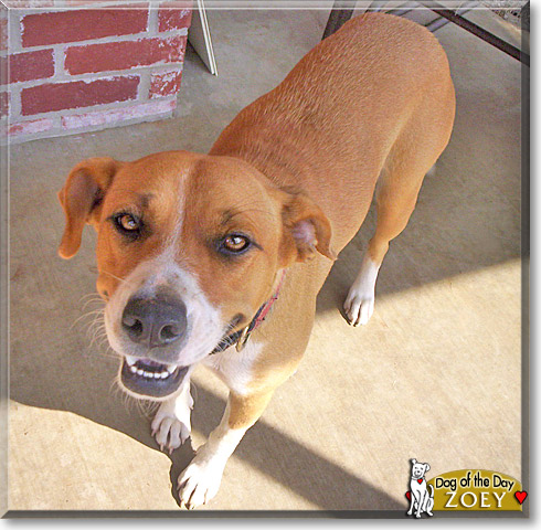 Zoey, the Dog of the Day
