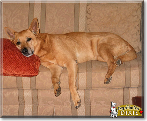 Dixie, the Dog of the Day