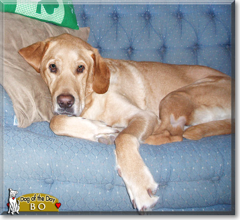 Bo, the Dog of the Day Bo, the Dog of the Day