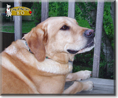 Bo, the Dog of the Day Bo, the Dog of the Day