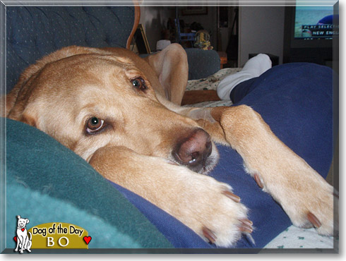 Bo, the Dog of the Day Bo, the Dog of the Day