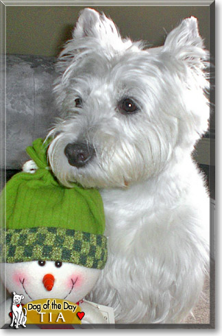 Tia, the Dog of the Day Tia, the Dog of the Day
