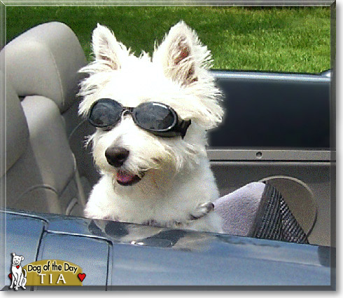 Tia, the Dog of the Day Tia, the Dog of the Day