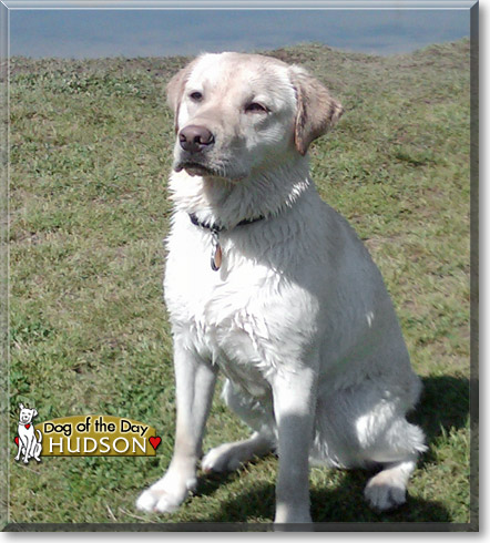 Hudson, the Dog of the Day
