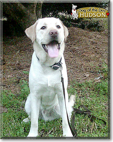 Hudson, the Dog of the Day