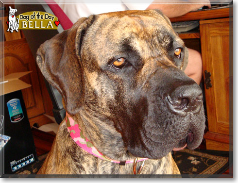 Bella, the Dog of the Day
