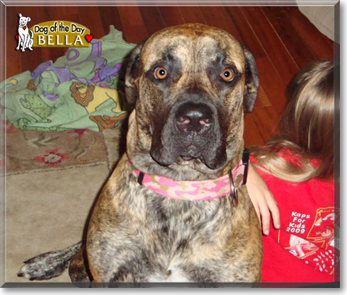 Bella, the Dog of the Day