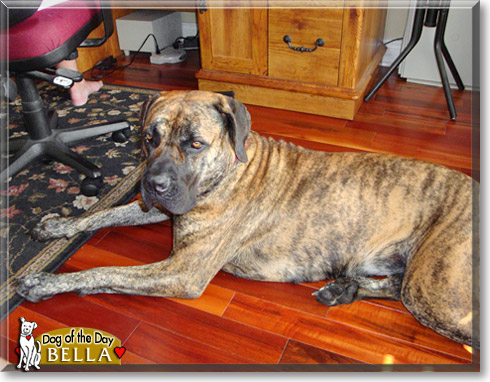 Bella, the Dog of the Day