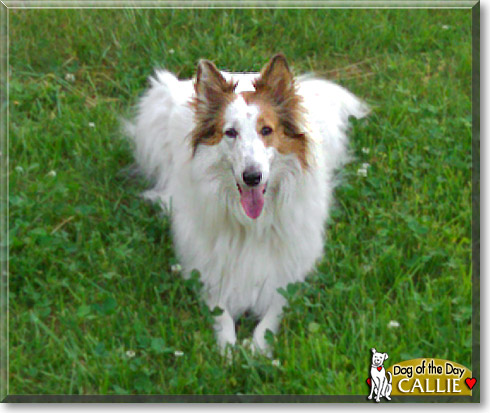 Callie, the Dog of the Day