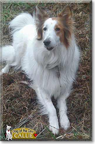 Callie, the Dog of the Day