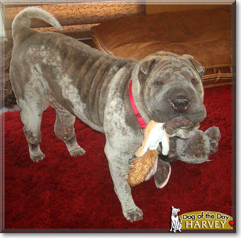 Harvey, the Dog of the Day