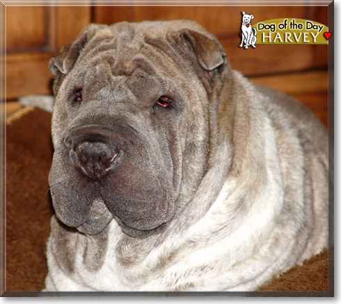 Harvey, the Dog of the Day
