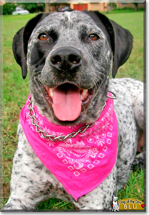 Blu, the Dog of the Day Blu, the Dog of the Day
