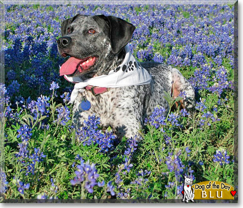 Blu, the Dog of the Day Blu, the Dog of the Day