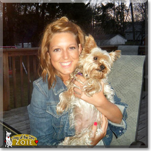 Zoie, the Dog of the Day Zoie, the Dog of the Day