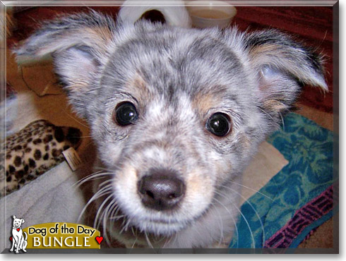 Bungle, the Dog of the Day