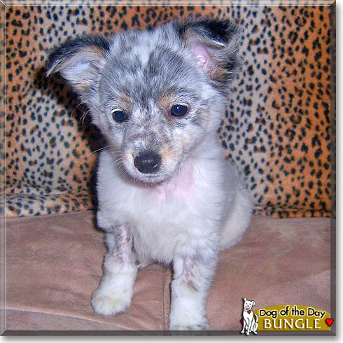 Bungle, the Dog of the Day