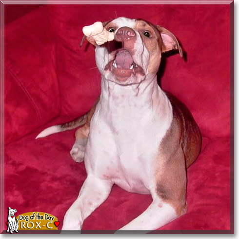 Rox-c, the Dog of the Day