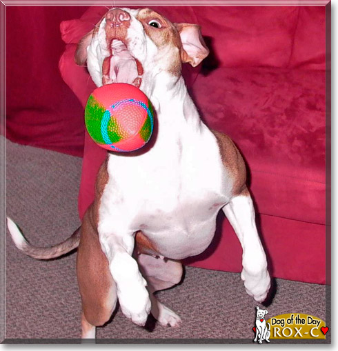 Rox-c, the Dog of the Day