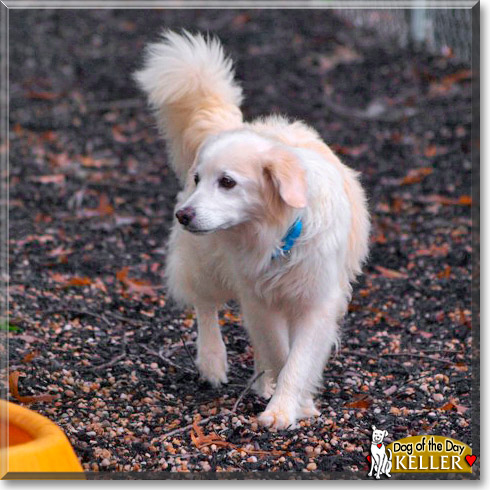 Keller, the Dog of the Day Keller, the Dog of the Day