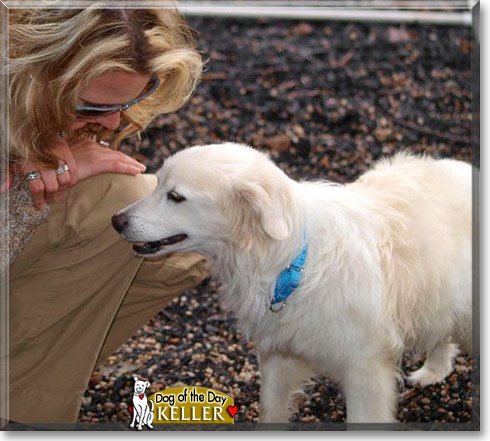 Keller, the Dog of the Day Keller, the Dog of the Day