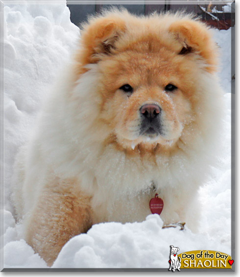 Shaolin, the Dog of the Day Shaolin, the Dog of the Day